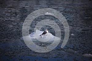 Cute arctic bird resting on a small iceberg. Svalbard