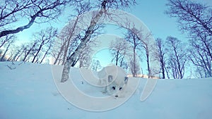 Cute Arctic fox in winter surroundings
