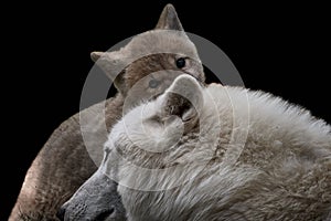 Cute arctic wolf cub hiding behind its mother, Canis lupus arctos