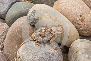 Arizona Horned Toad in Rocks