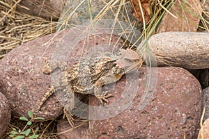 Cute Arizona Horned Toad