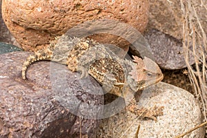 Cute Arizona Horned Toad in Rocks