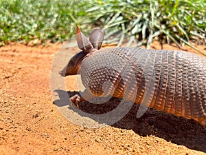 cute armadillo walking on the pasture. Xenarthra. Dasypus novemcinctus