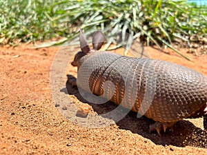 cute armadillo walking on the pasture. Xenarthra. Dasypus novemcinctus