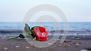 Cute artificial rose lies on sand against running waves