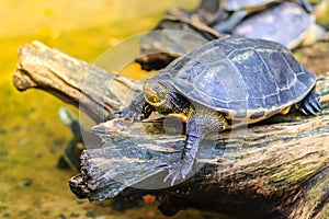 Cute Asian box turtle, Siamese box terrapin (Cuora amboinensis) in the pond. Cuora amboinensis are recognized by their dark olive