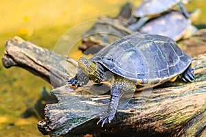 Cute Asian box turtle, Siamese box terrapin (Cuora amboinensis) in the pond. Cuora amboinensis are recognized by their dark olive