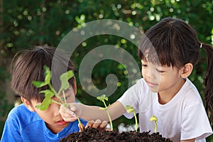 Cute Asian boys and girls That has a heart to love the world Helping each other to plant trees from black soil In order to hope fo