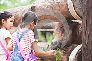 Cute asian child girl feeding a horse in the farm