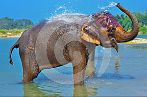 Carino asiatico un elefante soffiando Acqua fuori da il suo valigia 