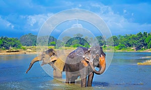 Carino asiatico elefanti soffiando Acqua fuori da il suo valigia. 