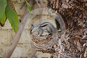 Cute Asian grey squirrel eating in the park, wildlife animal mammal