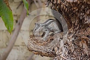 Cute Asian grey squirrel eating in the park, wildlife animal mammal