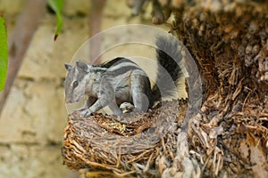 Cute Asian grey squirrel eating in the park, wildlife animal mammal