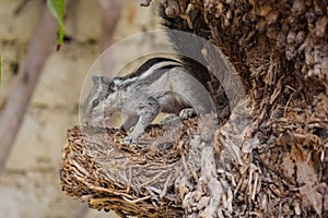 Cute Asian grey squirrel eating in the park, wildlife animal mammal