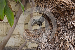 Cute Asian grey squirrel eating in the park, wildlife animal mammal