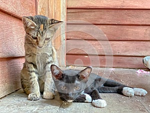 Cute Asian kitten or cat standing front of house