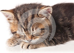 Cute asleep kitten