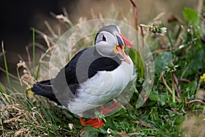 Cute Atlantic Puffin - ratercula arctica in Borgarfjordur eystri ,Iceland.