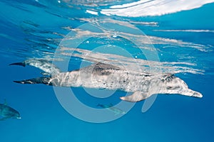 Cute Atlantic spotted dolphin swimming in the blue ocean in the Bahamas