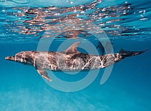 Cute Atlantic spotted dolphin swimming in the blue ocean in the Bahamas