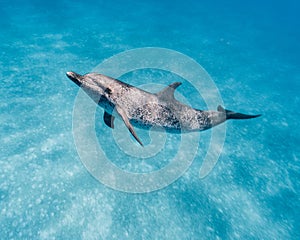 Cute Atlantic spotted dolphin swimming in the blue ocean in the Bahamas