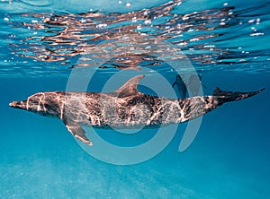 Cute Atlantic spotted dolphin swimming in the blue ocean in the Bahamas photo
