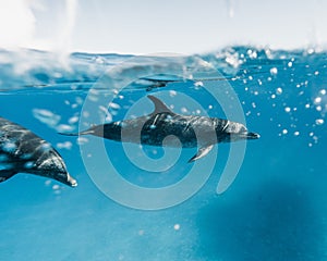 Cute Atlantic spotted dolphins swimming in the blue ocean in the Bahamas