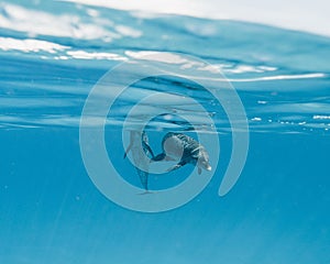 Cute Atlantic spotted dolphins swimming in the blue ocean in the Bahamas