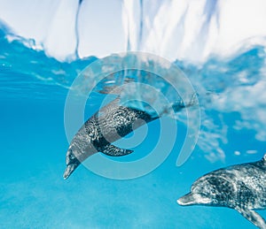 Cute Atlantic spotted dolphins swimming in the blue ocean in the Bahamas