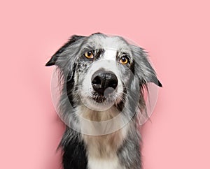 Cute and attentive border collie dog looking at camera and tilting head side. Isolated on pink solid pastel color