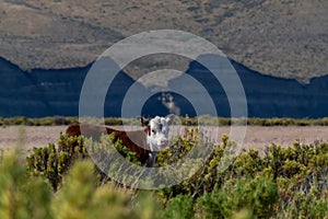 Lindo atento el becerro buscando arriba creciente su orejas 