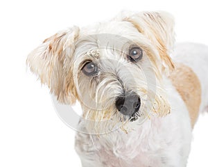 Cute Attentive Terrier Dog Closeup