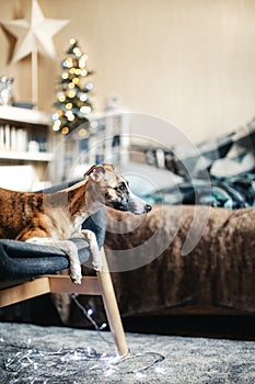 Cute attentive whippet dog lying on sofa inside cozy room, decorated with Christmas string lights, white star silhouette and gray