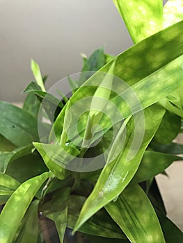 A cute young bamboo tree.