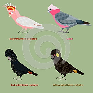 Cute Australia Cockatoo, parrot bird vector illustration set, Galah, Major Mitchell cockatoo, Leadbeater, pink cockatoo, Red-