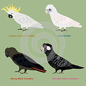 Cute Australia Cockatoo, parrot bird vector illustration set, Sulphur-crested Cockatoo, Little Corella, Glossy Black Cockatoo,