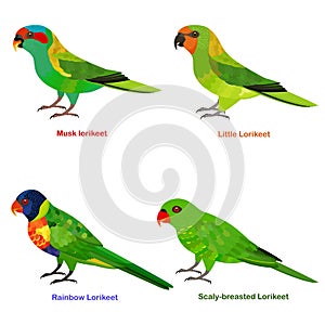 Cute Australia Lorikeet, parrot bird vector illustration set, Rainbow Lorikeet, Little Lorikeet, Scaly-breasted, Musk lorikeet