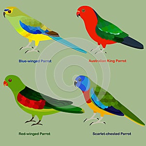Cute Australia parrot bird vector illustration set, Blue-winged, Australian King Parrot, Red-winged, Scarlet-chested Parrot