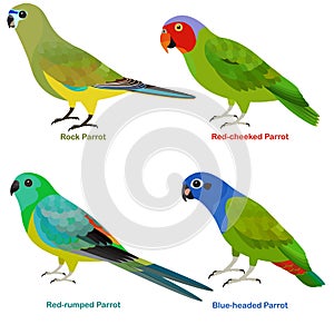 Cute Australia parrots bird vector illustration set, Rock, Blue-headed, Red-rumped, Red-cheeked Parrot