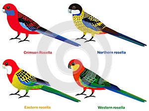 Cute Australia parrots, Rosella bird vector illustration set, Eastern rosella, Western, Crimson, Northern Rosella