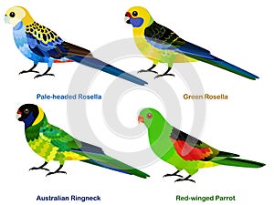 Cute Australia parrots, Rosella bird vector illustration set, Pale-headed, Green Rosella, Australian Ringneck, Red-winged Parrot