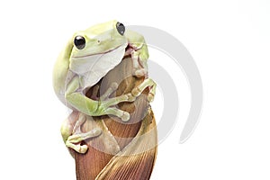 Australian Green Tree Frog on white background