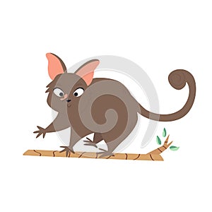 A Cute Australian possum. Animal character design