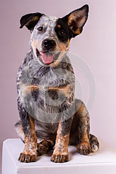 Cute Australian Sheep Dog in a studio.