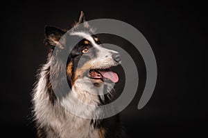 Cute Australian Shepard dog posing in the studio