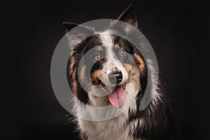 Cute Australian Shepard dog posing in the studio