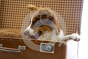 Cute australian shepherd dog in an old suitcase