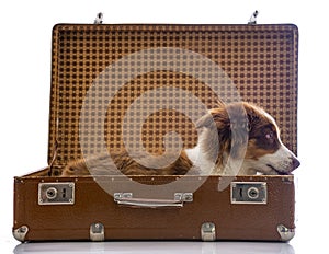 Cute australian shepherd dog in an old suitcase