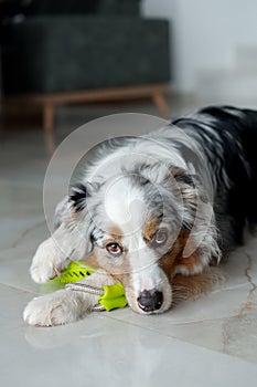 Cute Australian Shepherd dog playing with rubber toy at home
